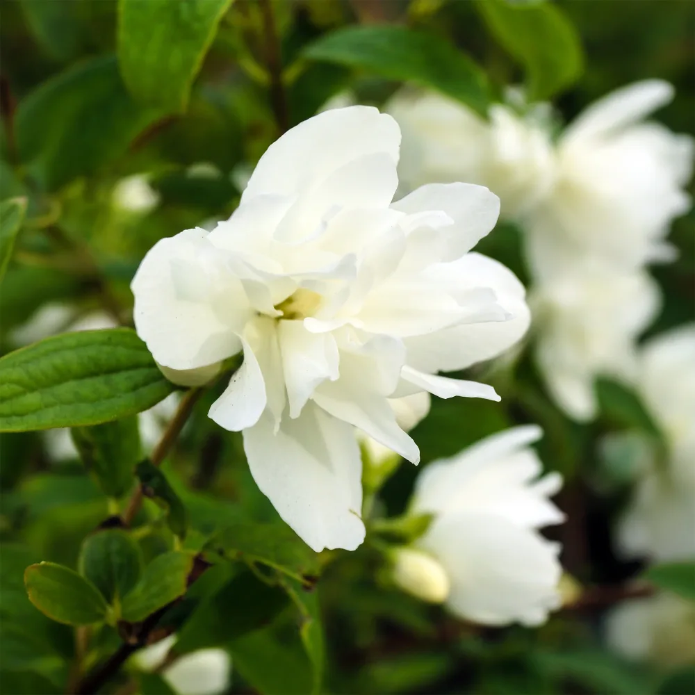 Seringat Snowbelle Philadelphus Snowbelle