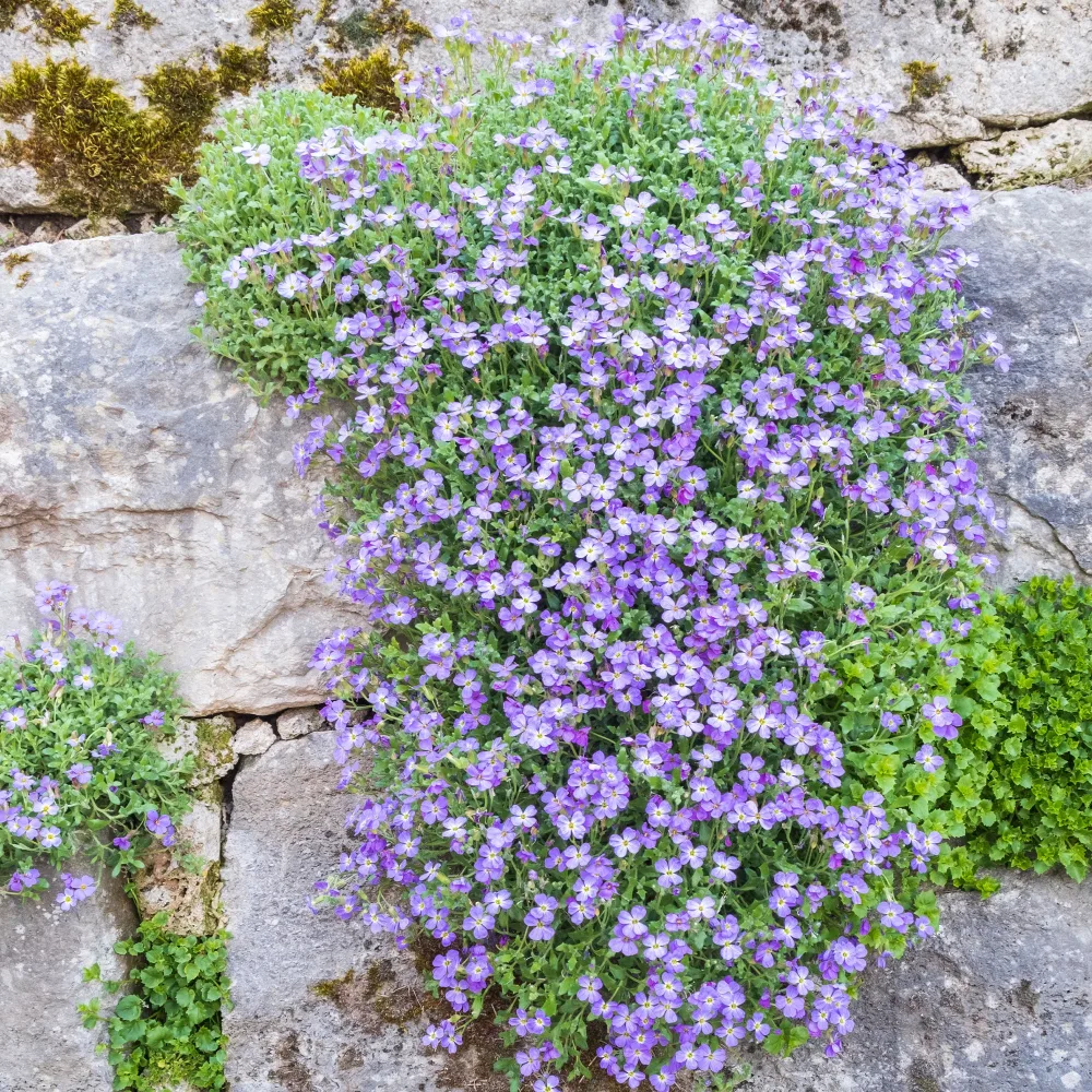 Aubriète Cascade Blue Aubrieta Cascade Blue