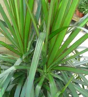 Dracaena marginata. Le pot de Ø 27 cm, forme ramifiée
