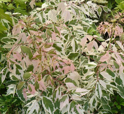 Érable À Feuilles de Frêne Flamingo. Le pot de 30 litres