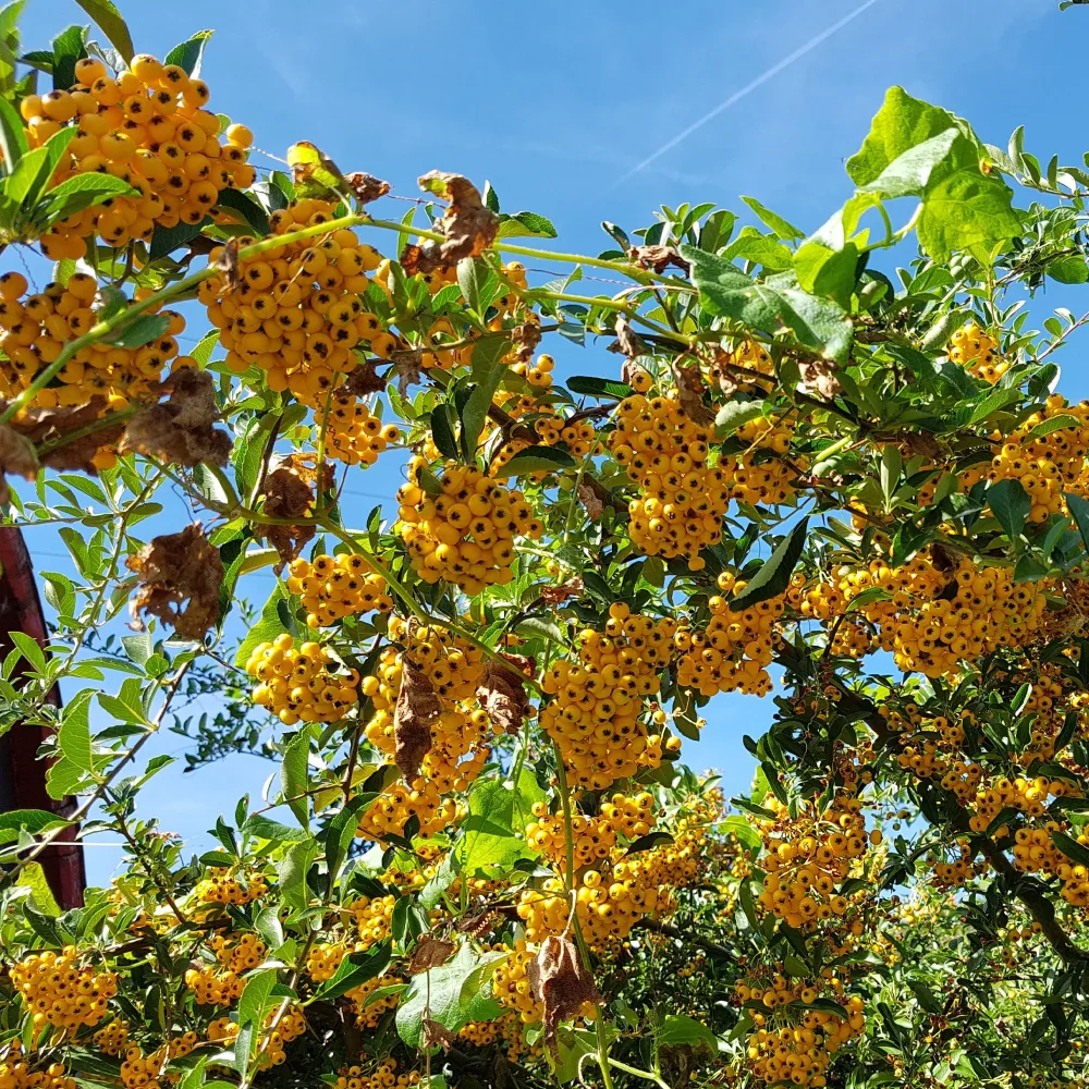 3 Pyracantha jaune Pyracantha saphyr jaune