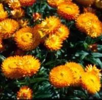 Immortelle - Le pot de 2,5 litres