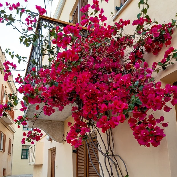 Bougainvillier Rouge Bougainvillea red