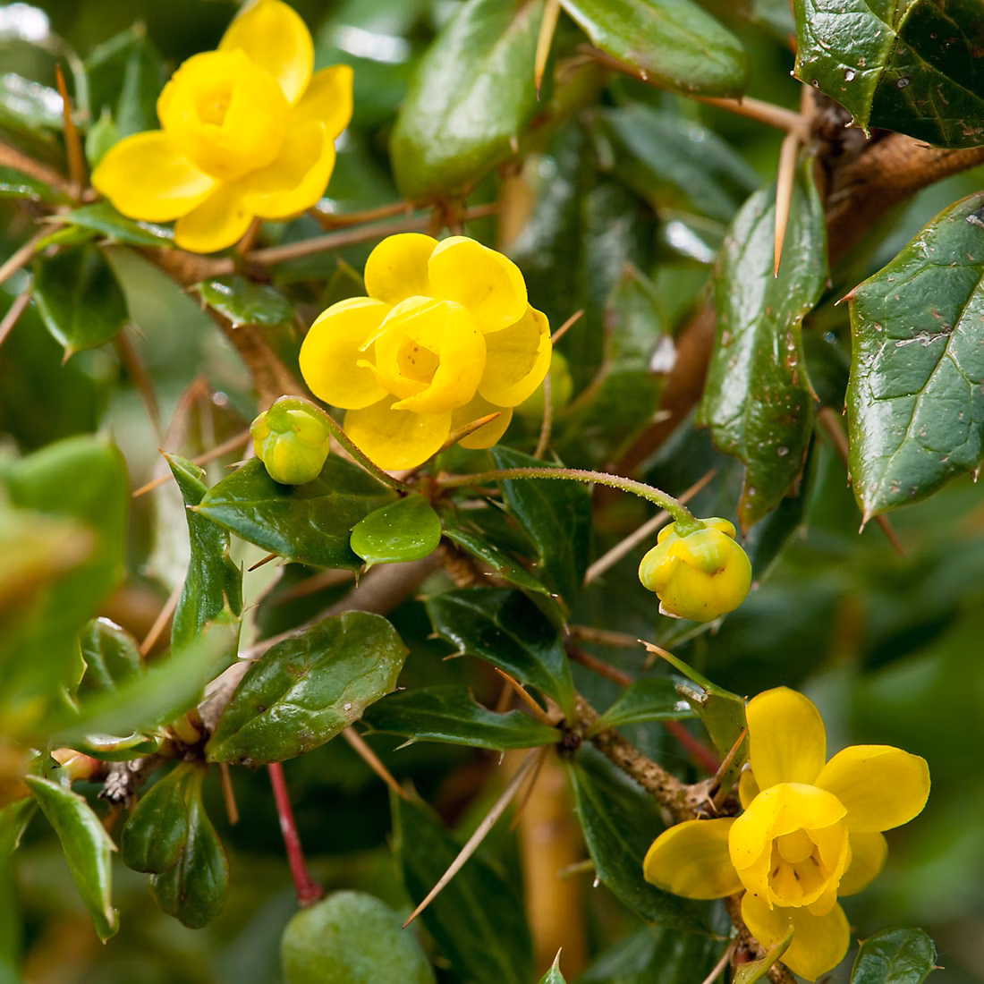2 x Épine-vinette verruqueuse – Berberis verruculosa, 25-30 cm pot