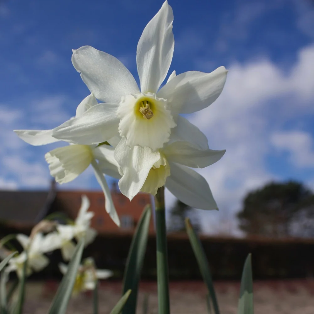 7 Narcisses Thalia Narcissus triandrus Thalia