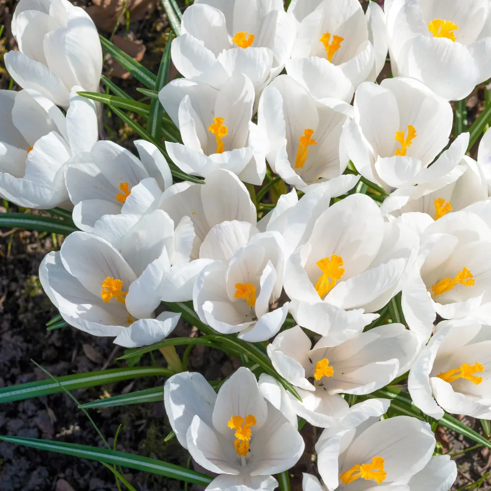 15 Crocus Jeanne d'Arc Crocus vernus jeanne d'arc