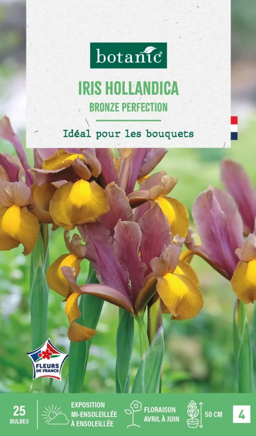 Iris hollandica bronze perfection botanic® - 25 bulbes