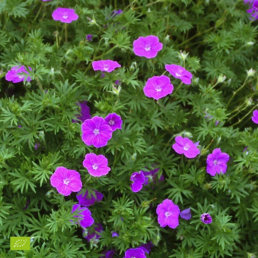 Géranium vivace sanguin rose foncé Geranium sanguineum