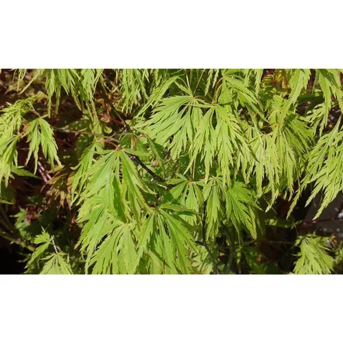 Erable du Japon (ACER PALMATUM DISSECTUM VIRIDIS ) Le pot de 50 litres