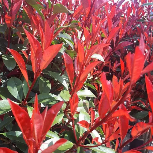 Photinia Fraseri Carré rouge ½ Tige en pot de 15 L