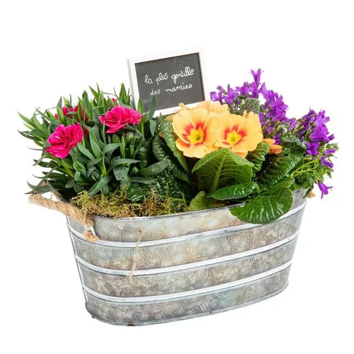 Composition de dianthus campanule primula - La jardinière en zinc blanchie