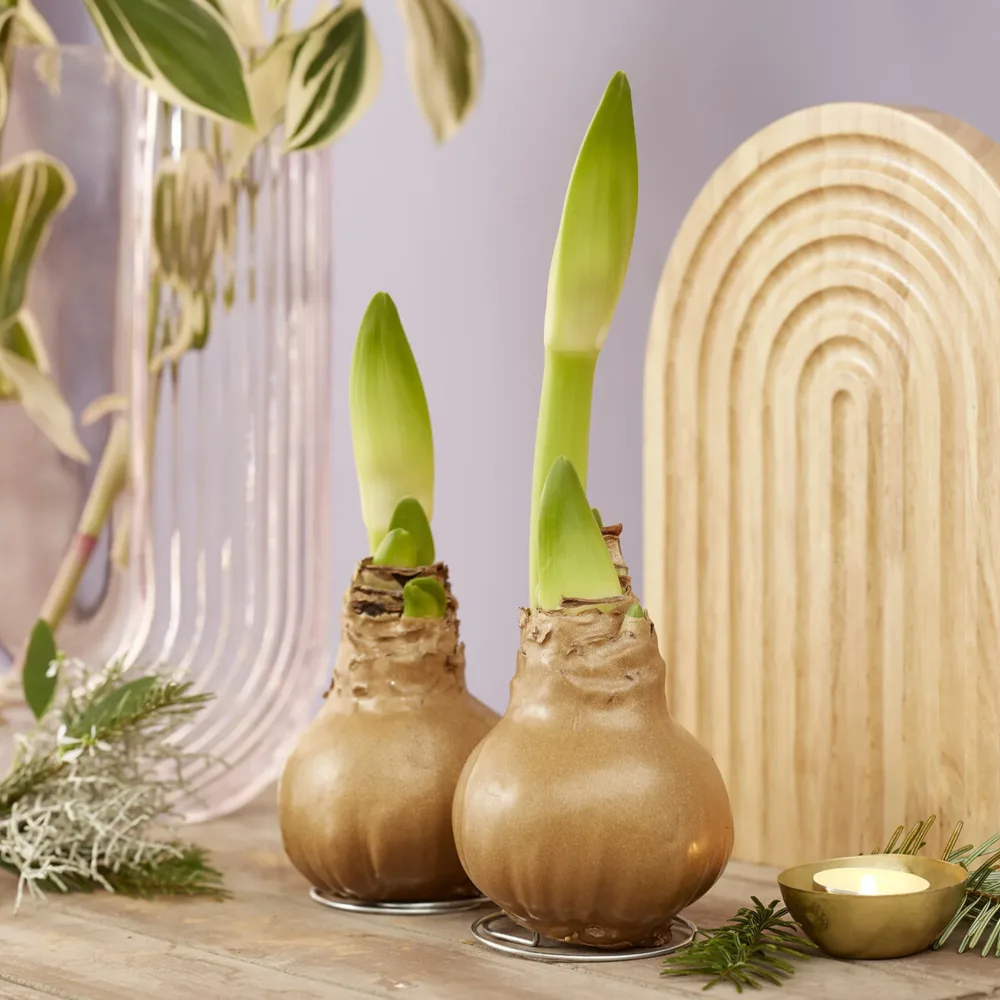 Wax Amaryllis Gloss Gold Amaryllis Gloss Gold