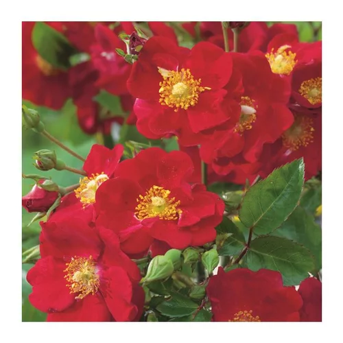 Rosier Vésuvia - pot 5 L