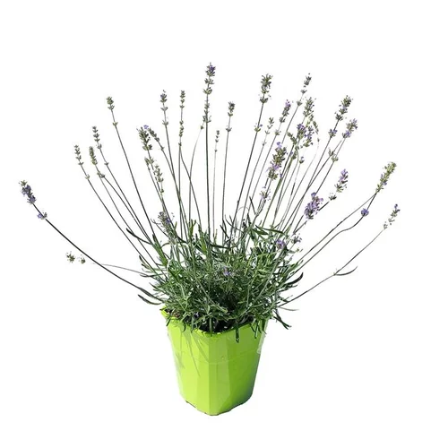 Lavande Little Lady. Le pot de 4 litres