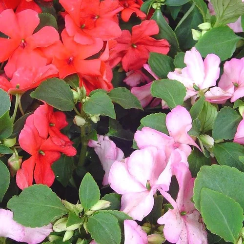 Impatiens ou Impatience multicolores. La barquette de 10 plants