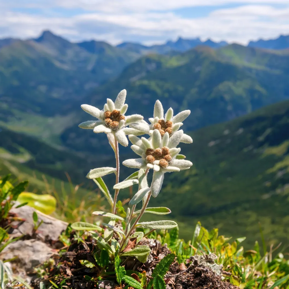 Edelweiss des Alpes Leontopodium alpinum