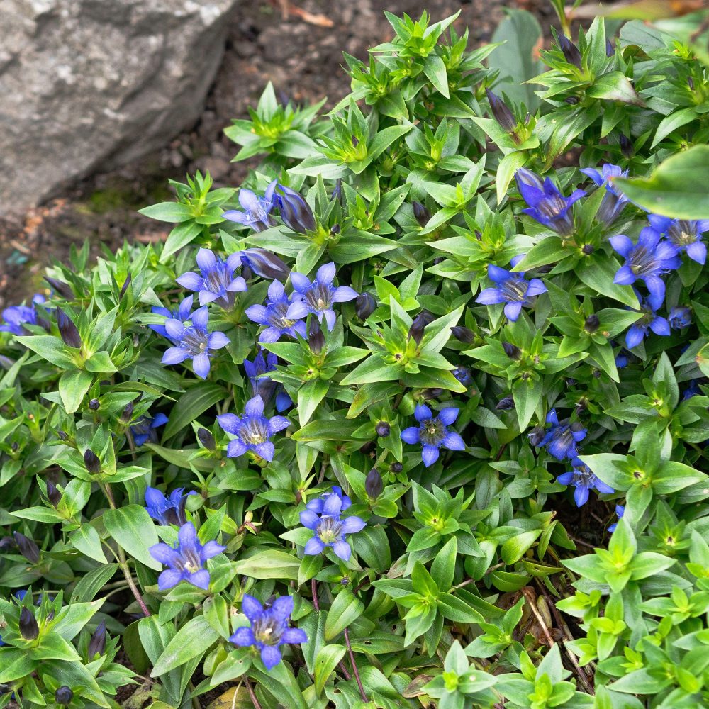Gentiane d'été Gentiana septemfida