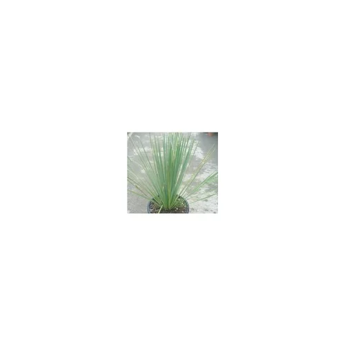 Dasylirion Serratifolium vert en pot de 30 L