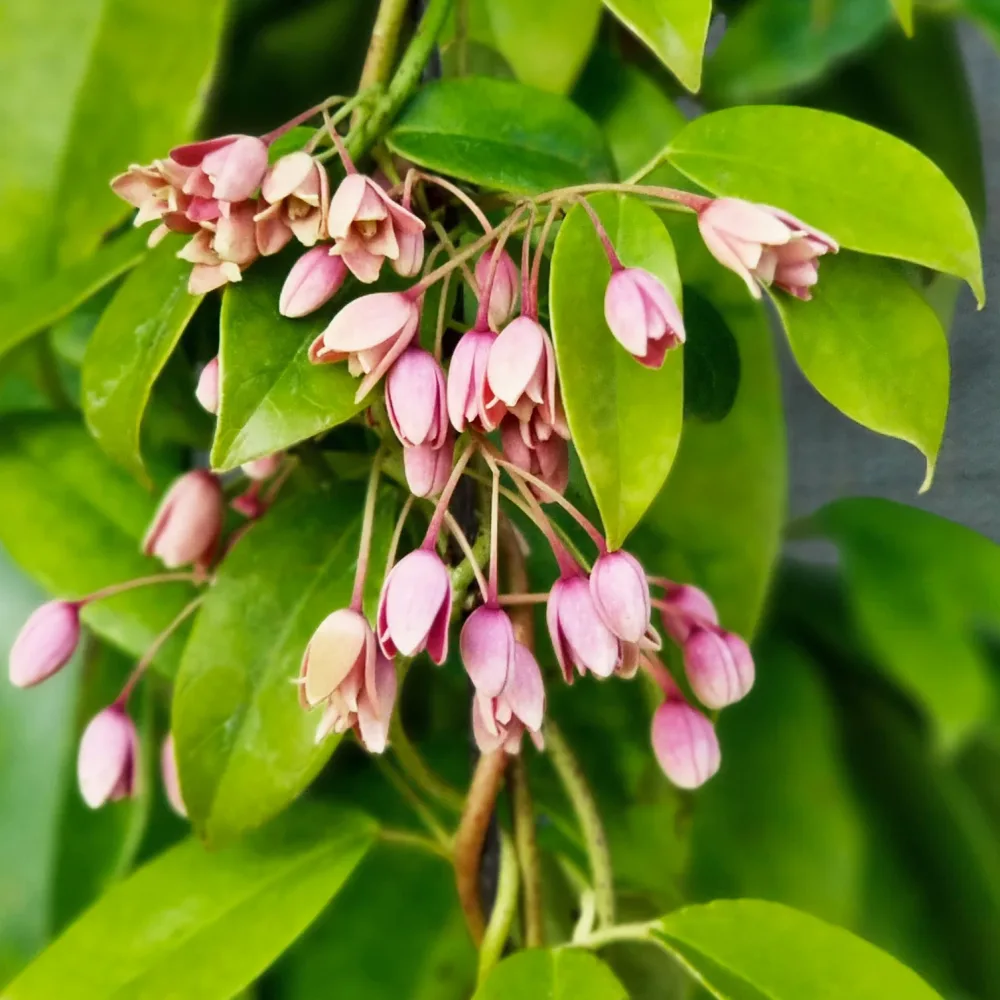 Holboelia traversii Holboellia traversii