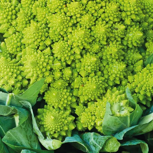 Chou Romanesco Veronica Bio. La barquette de 3 plants