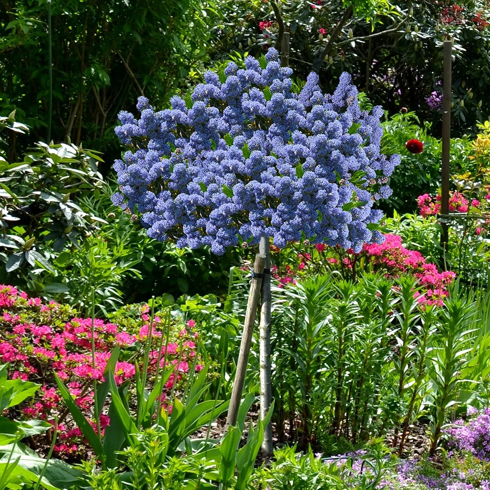 Céanothe Blue Mound sur tige Ceanothus blue mound