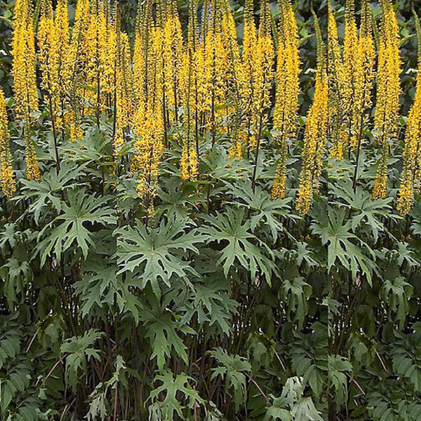 6 x Ligulaire de Chine | Ligularia przewalskii – godet 9cm x 9cm