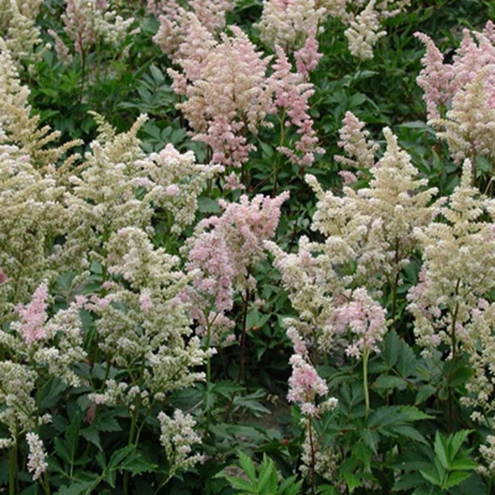 Astilbe japonica Peach Blossom Astilbe peach blossom ( japonica group )