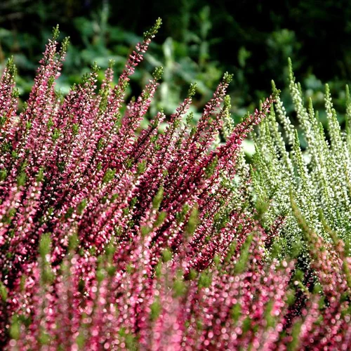 Callune naturelle ou fausse bruyère. Le pot de 1 litre