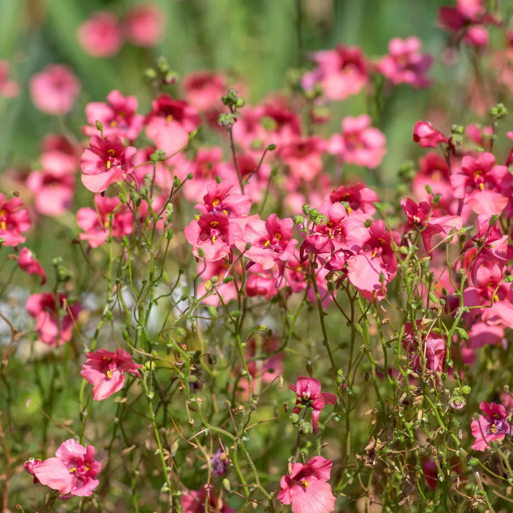 Diascie rose vif Diascia fetcaniensis