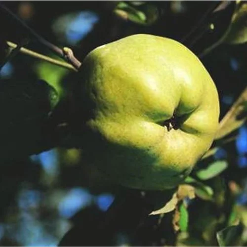 Pommier Calville Blanc. Le pot de 10 litres forme gobelet