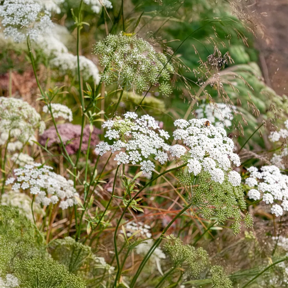 Ammi élevé Ammi majus