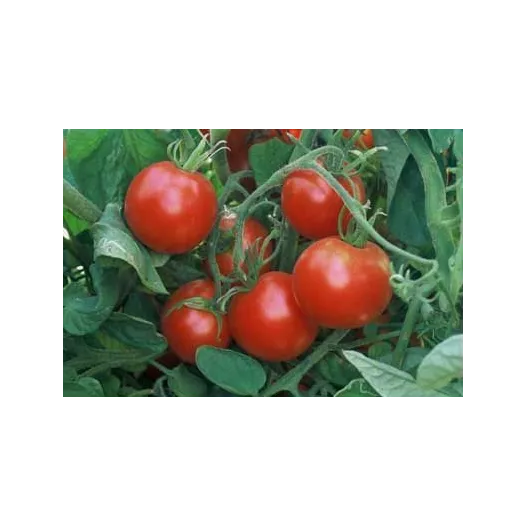 Tomate Glacier | Semences bio et reproductibles