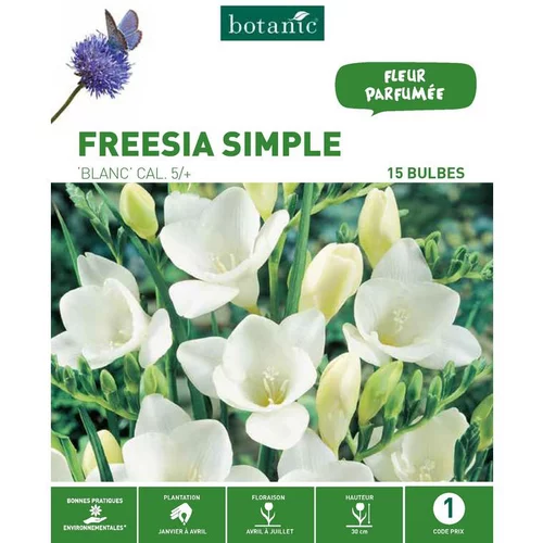 Freesia Simple blanc botanic® - 15 bulbes