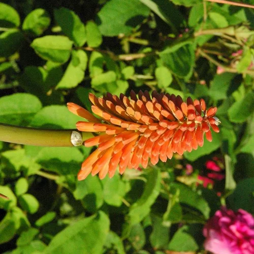 Kniphofia ou Tritoma à fleurs oranges - Le pot de 2,5 litres