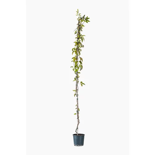 BIGNONIA VENUSTA. Le pot de 7 litres