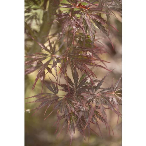 Erable du Japon (ACER PALMATUM DISSECTUM TAMUKEYAMA ) Le pot de 110 litres