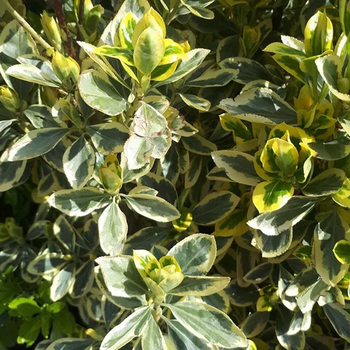 Euonymus Japonicus Bravo vert 90 cm Palissé en pot de 18 L