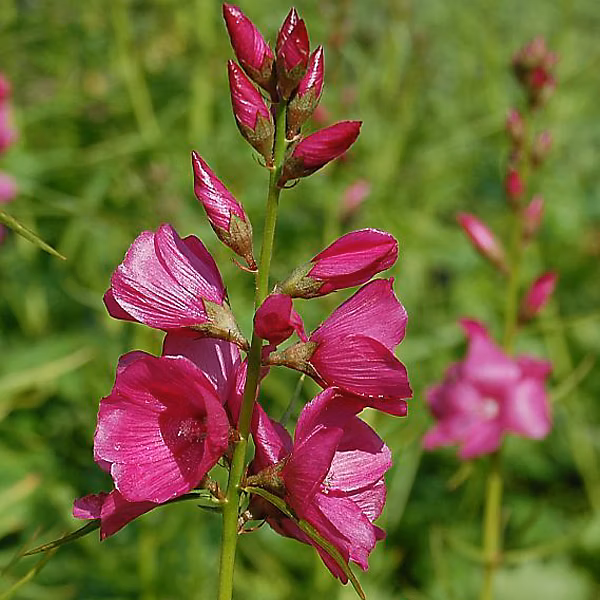 6 x Sidalcea oregana 'Brilliant' – godet 9cm x 9cm
