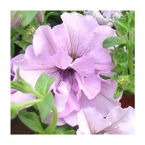 Pétunia à fleurs doubles - Le pot de 10.5 cm