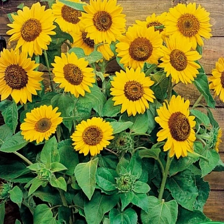 Soleil - Tournesol à fleur simple Prado Gold Helianthus annuus