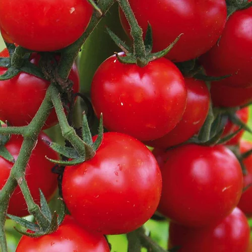 Plant Greffé De Tomate Cerise Supersweet 100 Bio. Le pot de 9x9 cm