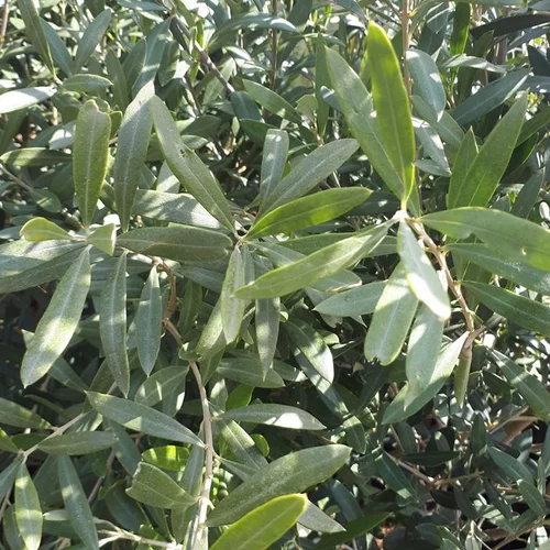 Olivier (Olea Europea) bonsaï. Le pot de 90 litres