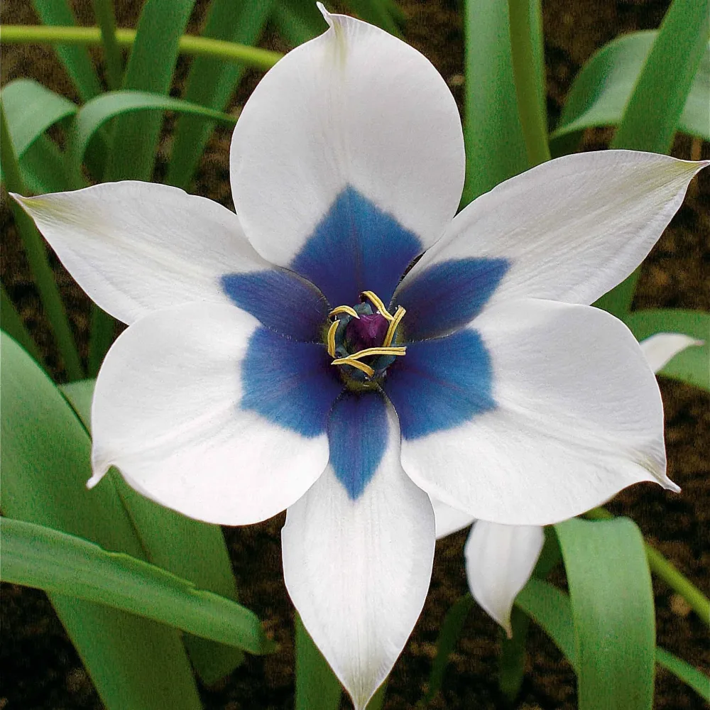 4 Tulipes Coeur Bleu Tulipa humilis alba coerulea oculata