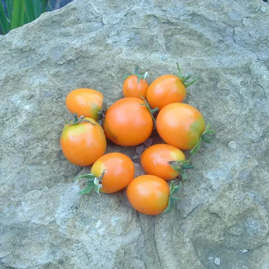 Tomate Ida Gold | Semences bio et reproductibles