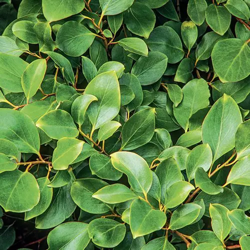 Griseline du littoral vert. Le pot de 7L