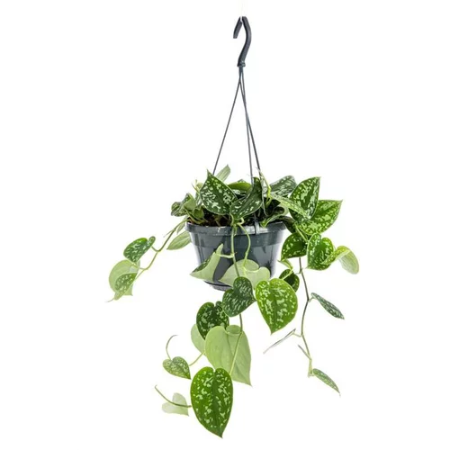 Pothos Pictum suspension Ø15xH25 cm