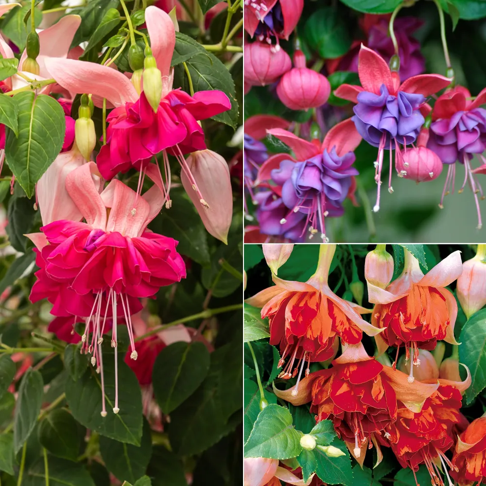 6 Fuchsias en mélange Fuchsia Bicentennial, Dark Eyes, Bella Rosella