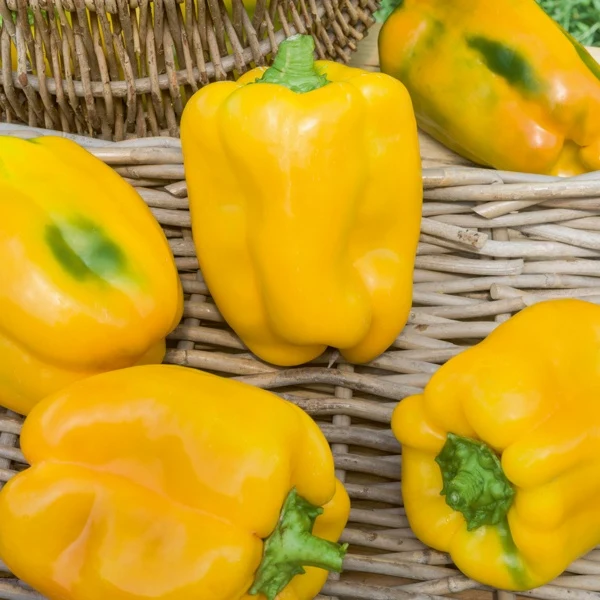 3 Plants de Poivron Jaune Tenor F1 Capsicum annuum Tenor F1