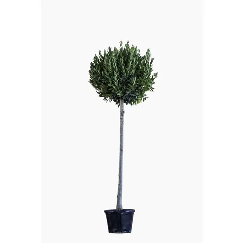 Laurus Nobilis ou Laurier sauce en pot de 30 L