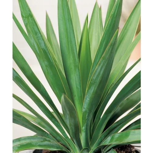 Yucca Gloriosa - pot 10 L